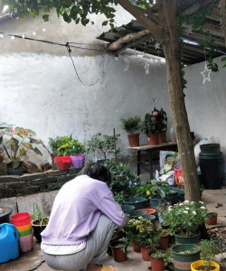 家庭养花用生根粉