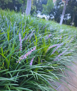 沿阶草属于什么花卉