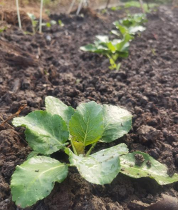 花叶菜什么时候种植