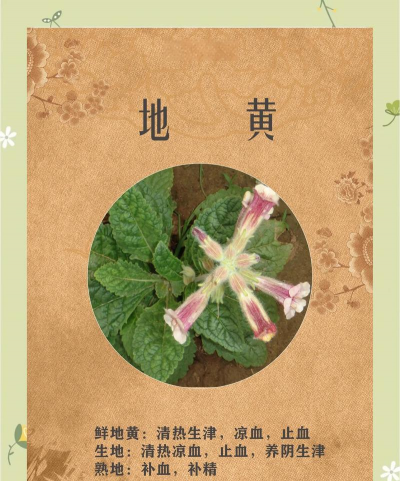 地黄黄叶什么原因