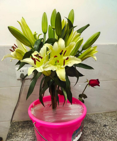 家庭养花用生根粉