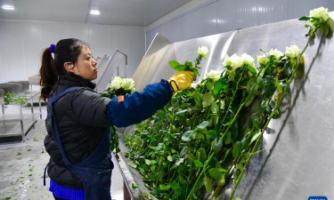 家庭养花用生根粉