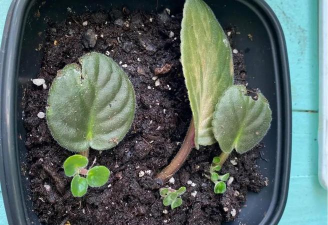 家庭养花用生根粉