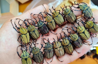 家庭养花用生根粉