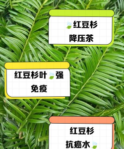 红头杉叶子有什么药效