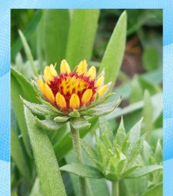 天叶菊有什么作用