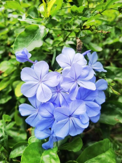 蓝花丹是什么植物