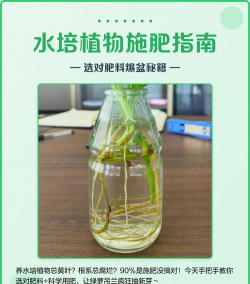 家庭养花用生根粉