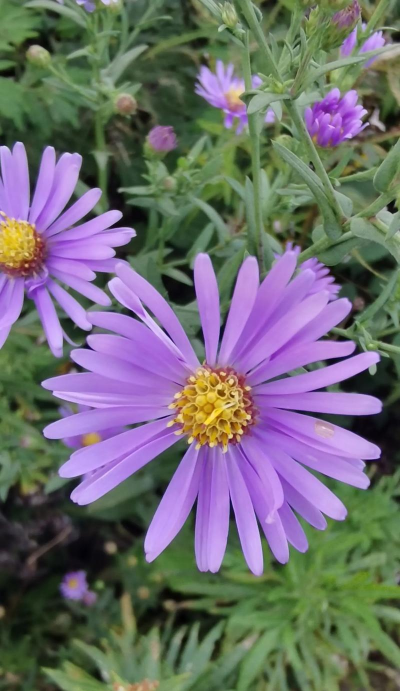 荷兰紫菀怎么样