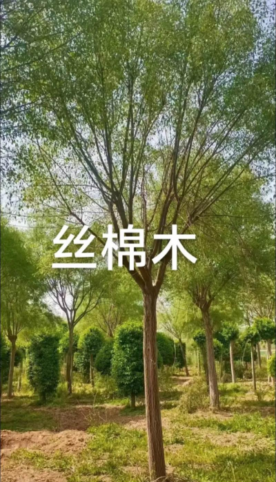 丝棉木怎么样