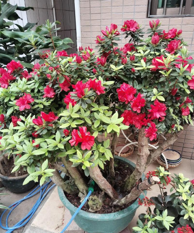 家庭养花用生根粉