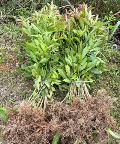 木荷幼苗是什么颜色