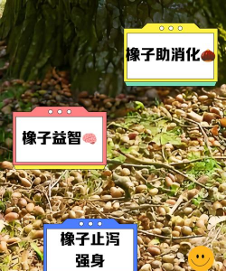 橡树子有什么用途