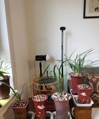 家庭养花用生根粉