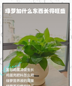 家庭养花用生根粉