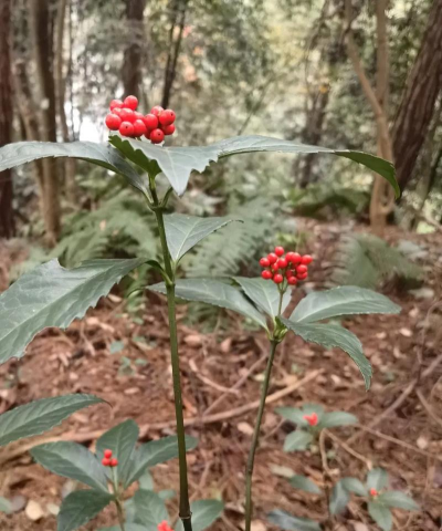草珊瑚花怎么样