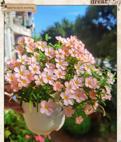 家庭养花用生根粉