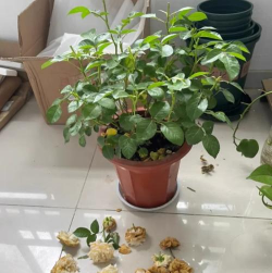 家庭养花用生根粉