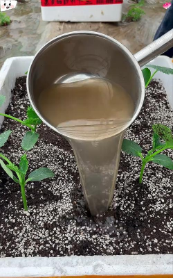 家庭养花用生根粉