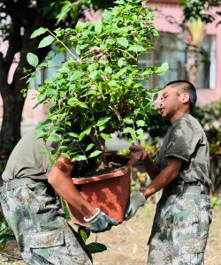 家庭养花用生根粉