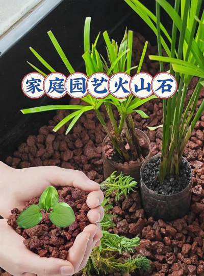 石颗粒养花