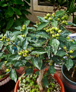 什么花到了冬天不会落