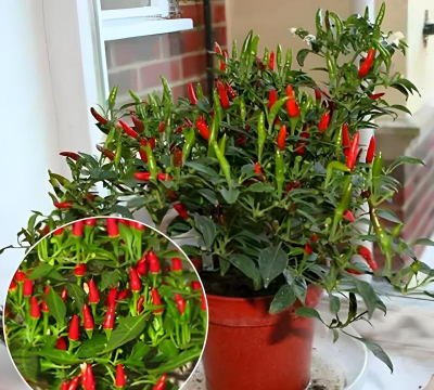 辣椒盆栽市场怎么样