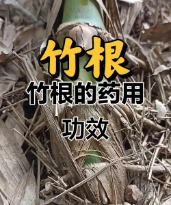 什么药能让竹子烂根
