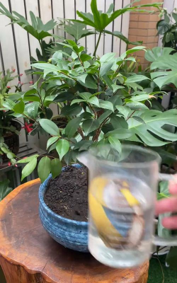 家庭养花用生根粉