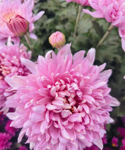 九月栽什么花草