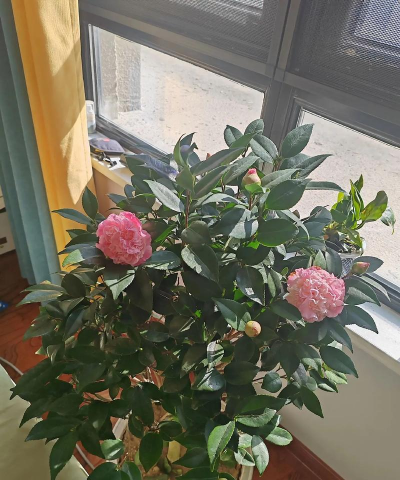 家庭养花用生根粉