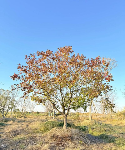 乌桕怎么样做成盆景