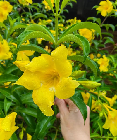 家庭养花用生根粉