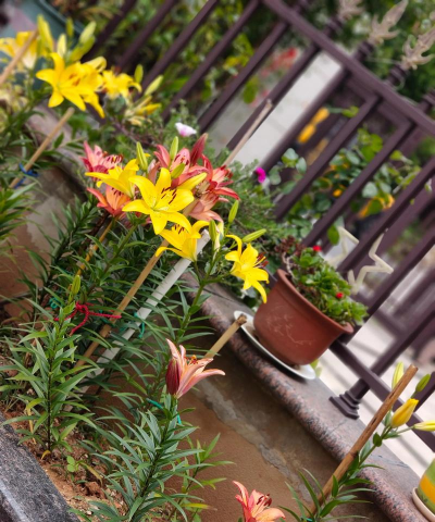 家庭养花用生根粉