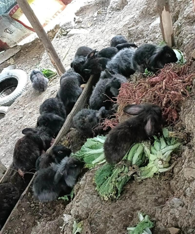 养殖黑兔怎么样