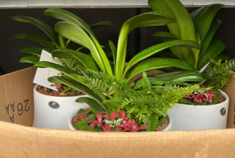 家庭养花用生根粉