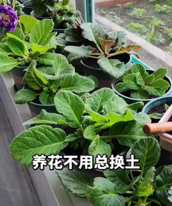 家庭养花用生根粉