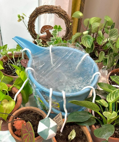 家庭养花用生根粉