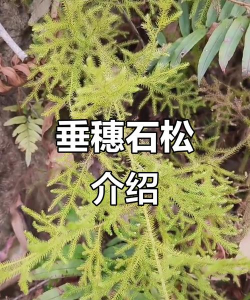 垂穗石松有什么药用