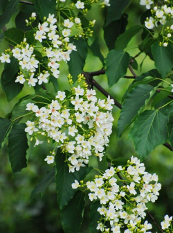 油桐树什么样子