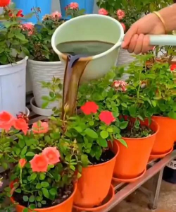 家庭养花用生根粉