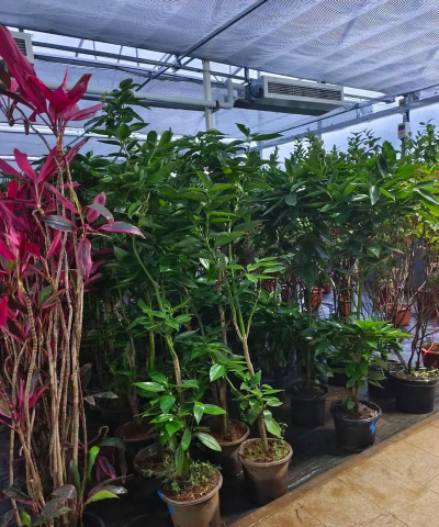 家庭养花用生根粉