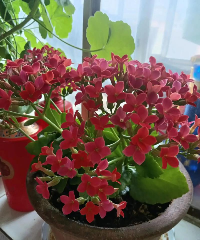 家庭养花用生根粉