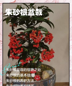 朱砂根用什么花盆