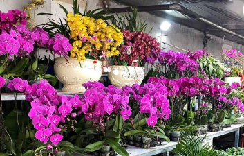 家庭养花用生根粉