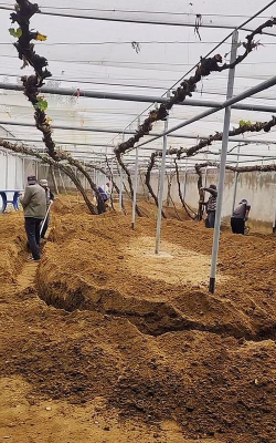 冬天怎么样埋葡萄
