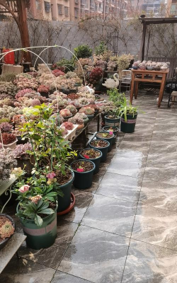 家庭养花用生根粉