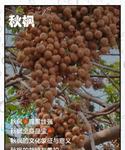 秋枫施什么肥好