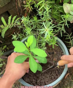 家庭养花用生根粉