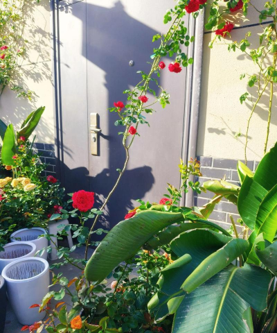 家庭养花用生根粉